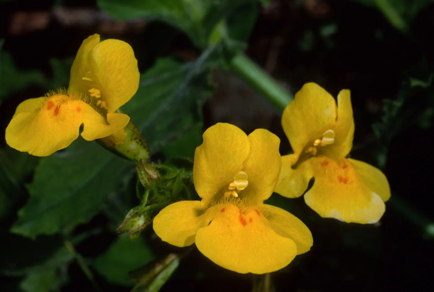 Mimulus guttatus, Silver Cyn. S. Catalina Isl.