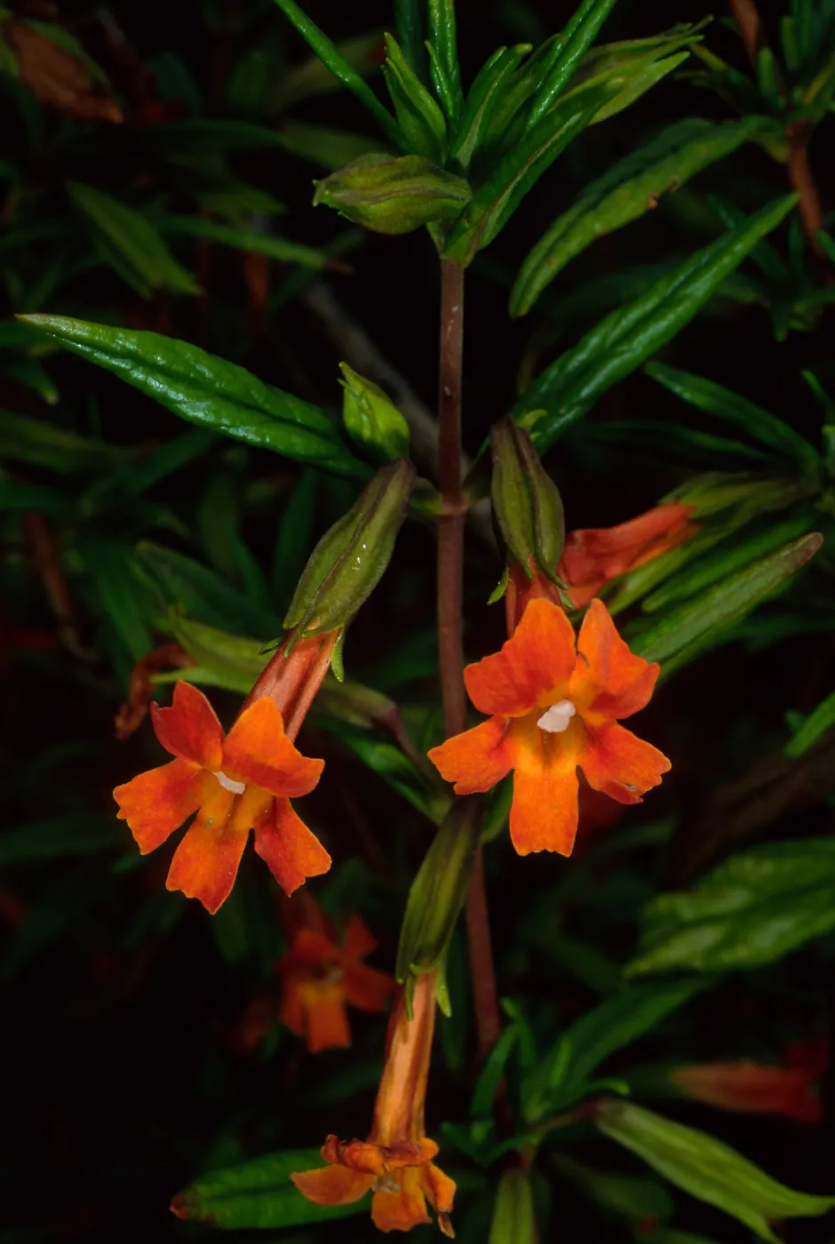 Mimulus puniceus, S. Catalina Isl.