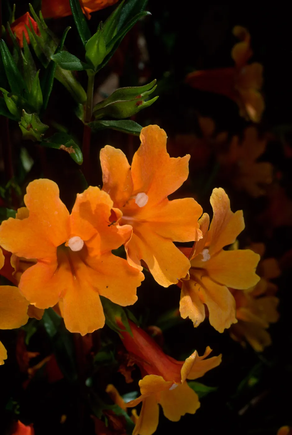 Mimulus 'Pumpkin', SBBG