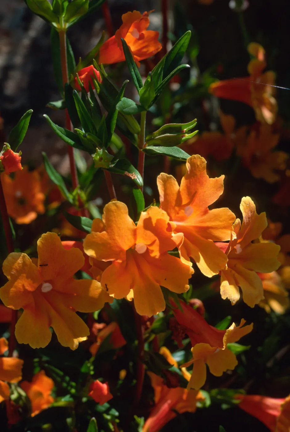 Mimulus 'Pumpkin', SBBG