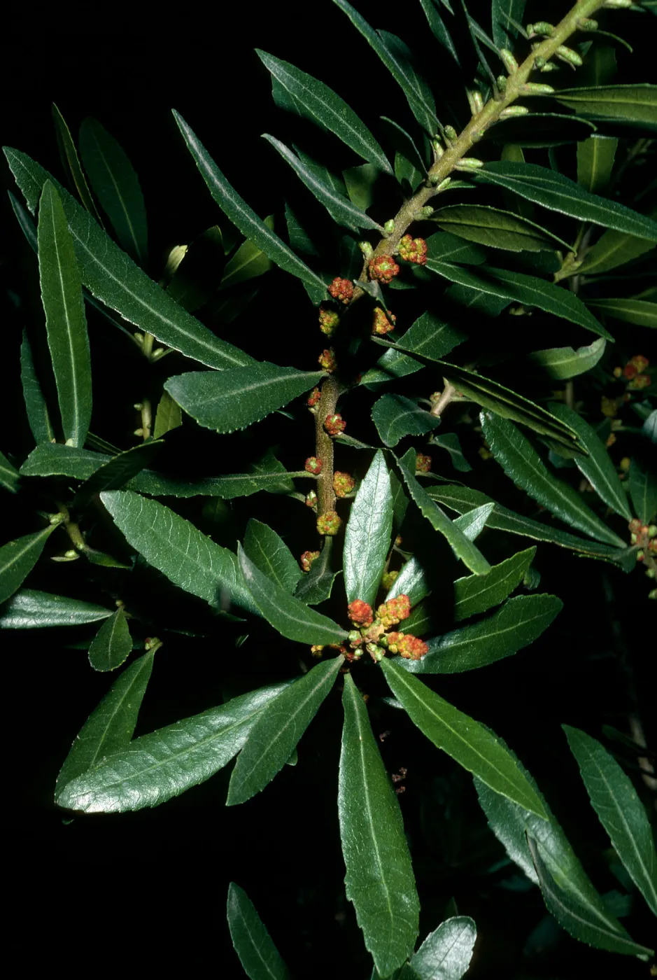 Myrica californica, Jualachichi Summit nr. Jalama Beach Rd.