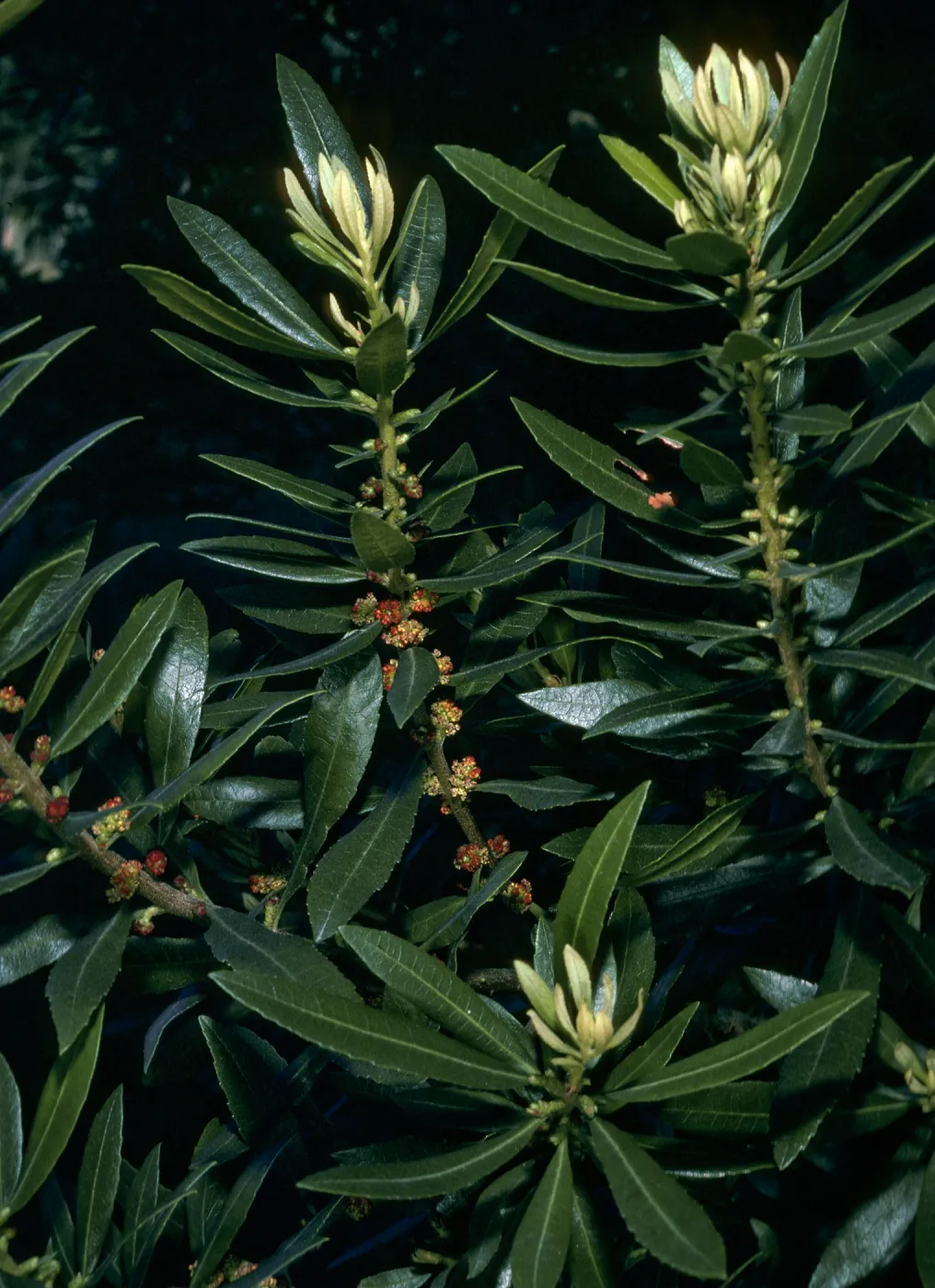 Myrica californica, Jualachichi Summit nr. Jalama Beach Rd.