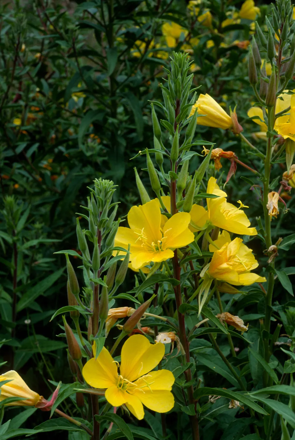 Oenothera elata, SBBG