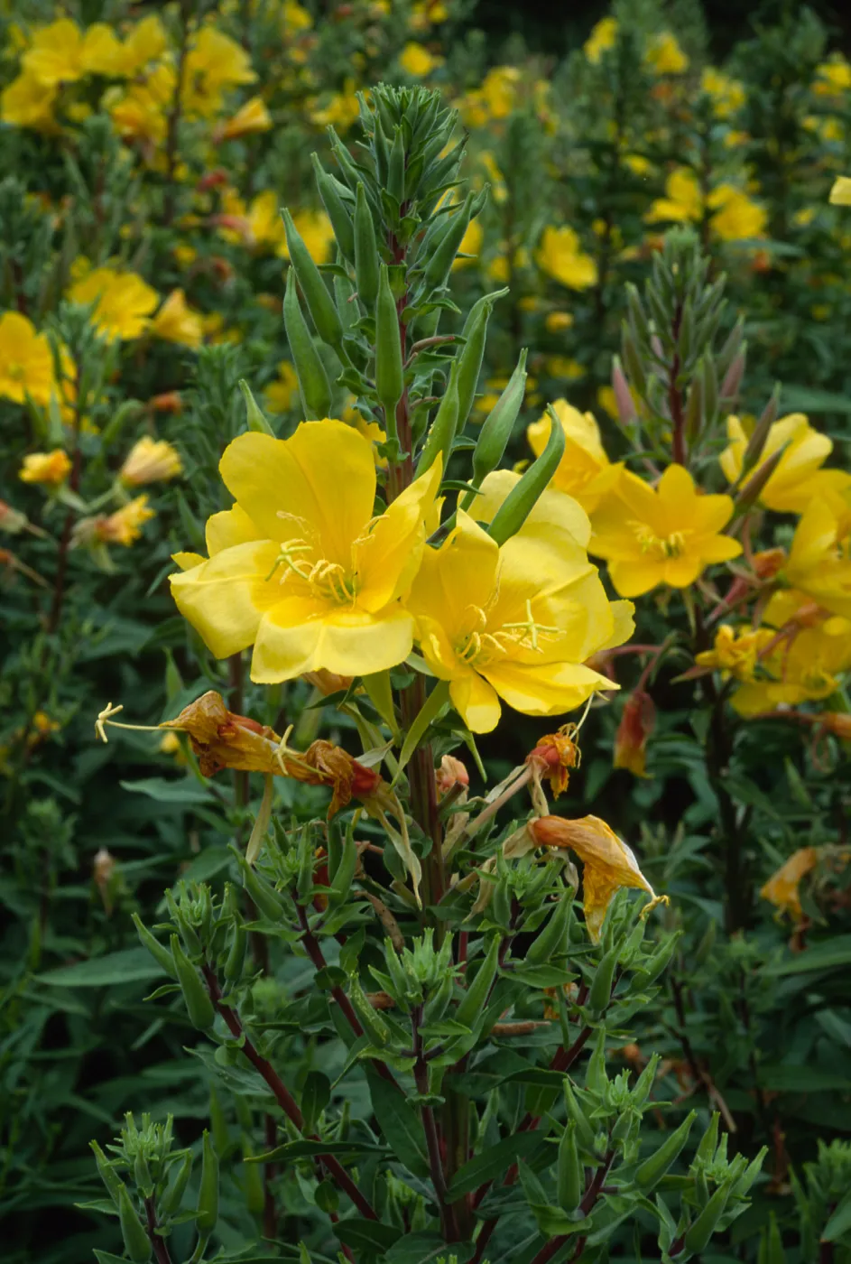 Oenothera elata, SBBG