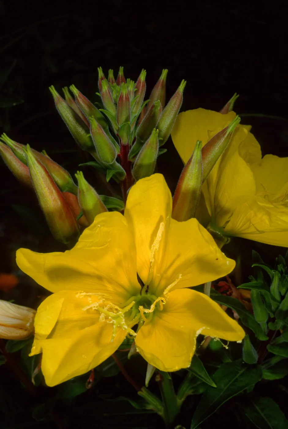 Oenothera elata, SBBG
