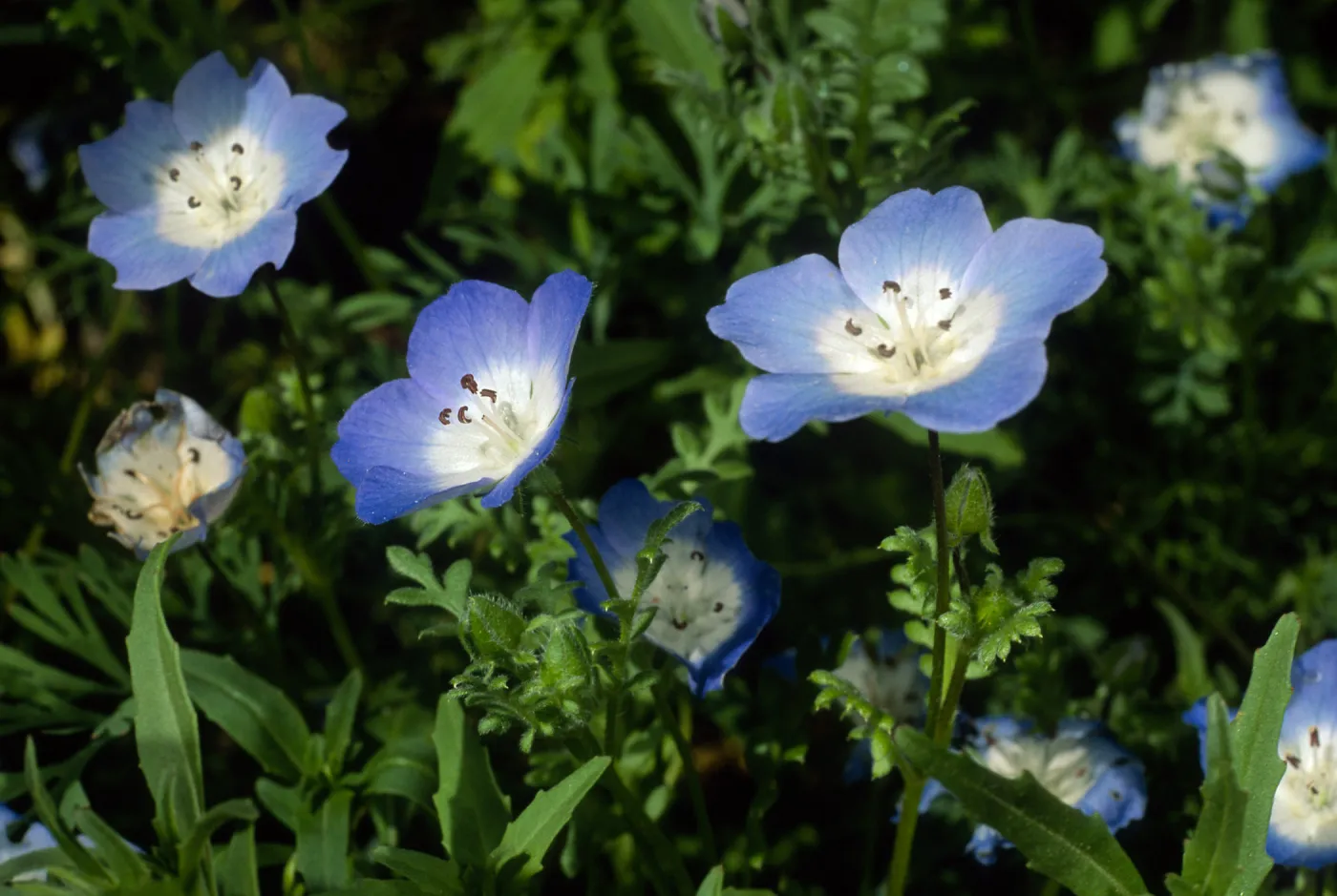 Nemophylla menziesii, SBBG