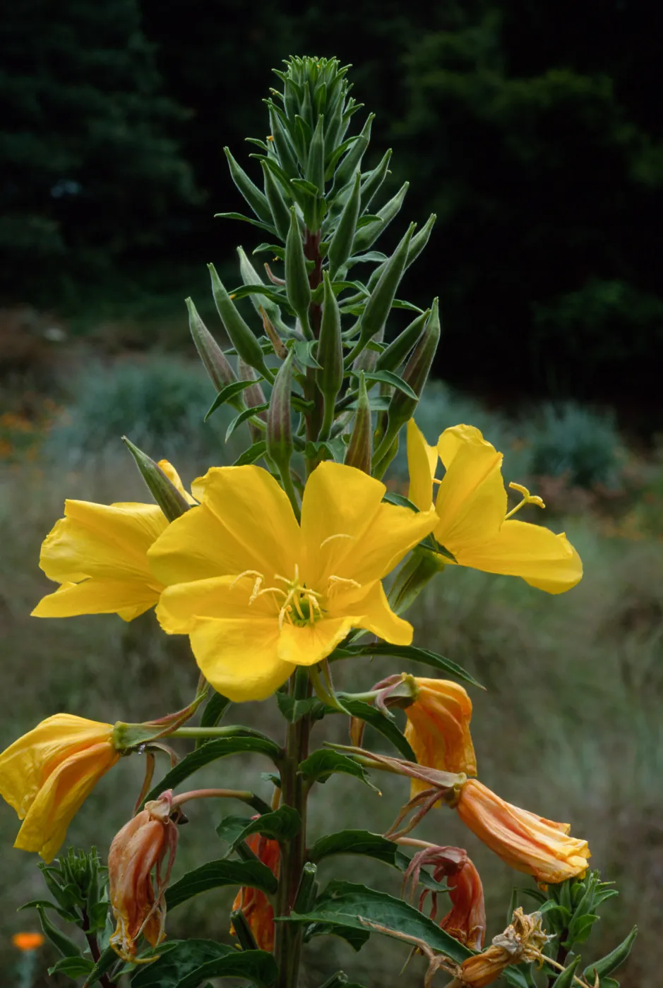 Oenothera elata, SBBG