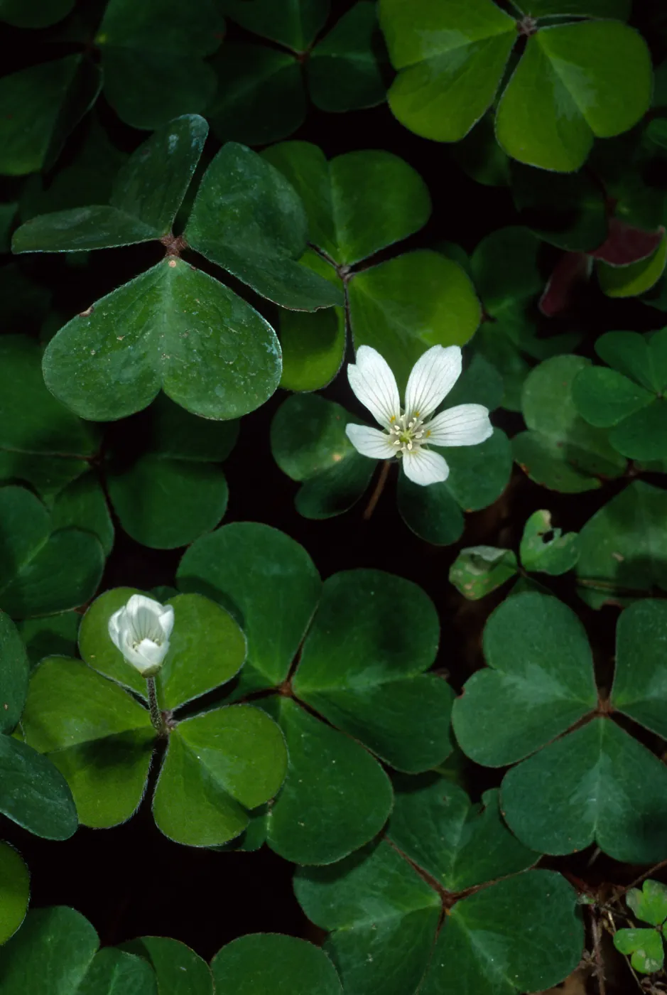 Oxalis oregana, SBBG Arroyo