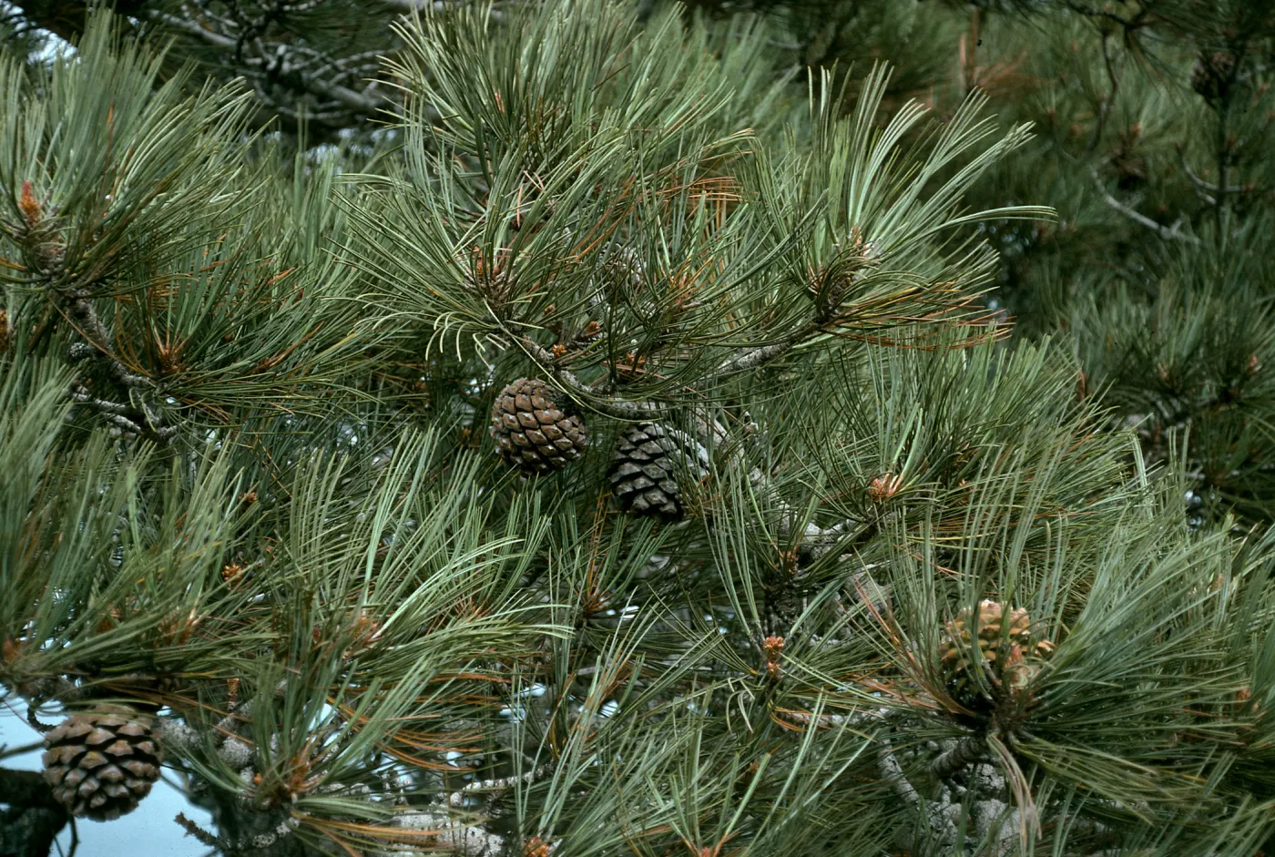 Pinus torreyana, S. Rosa Isl.