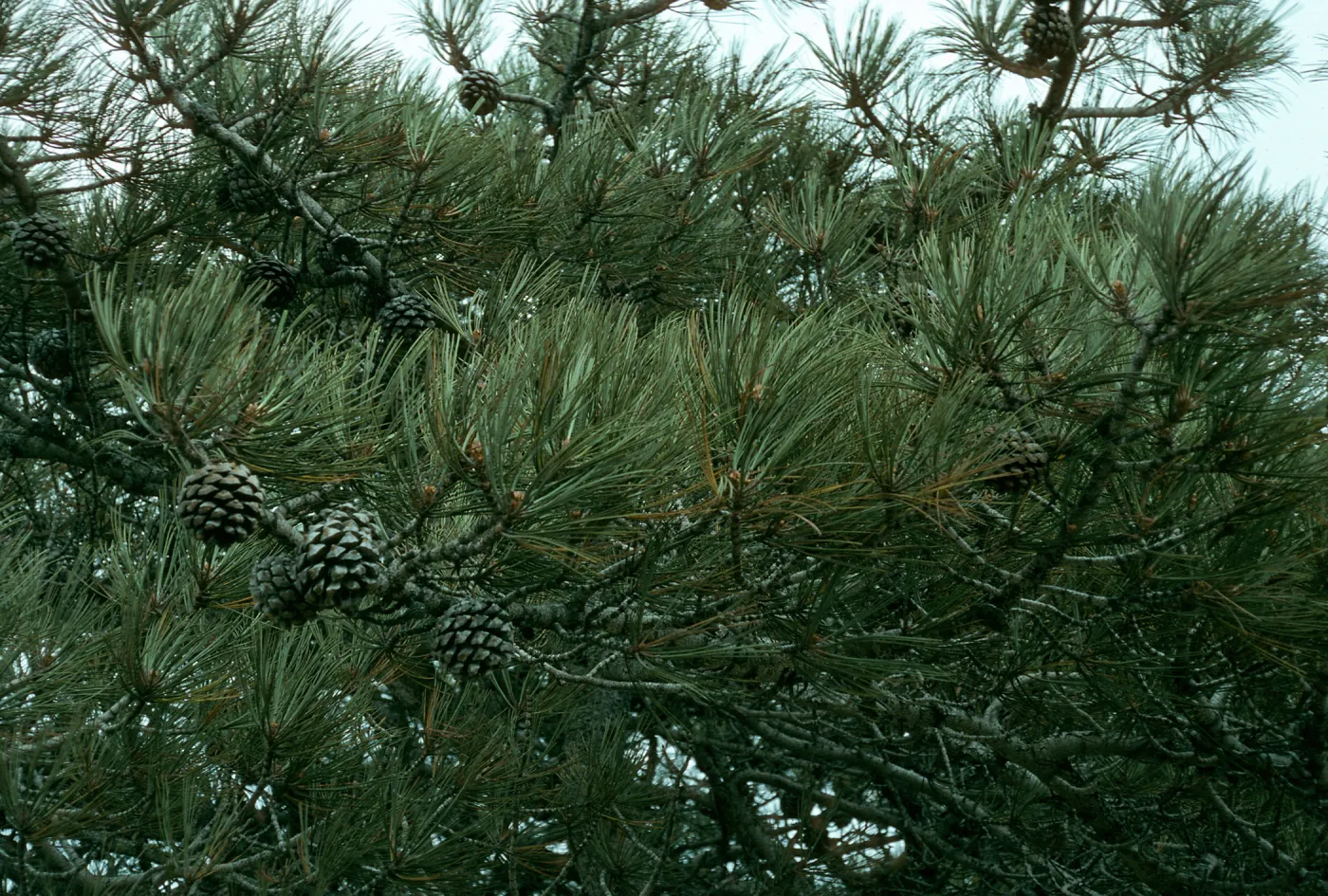 Pinus torreyana, S. Rosa Isl.