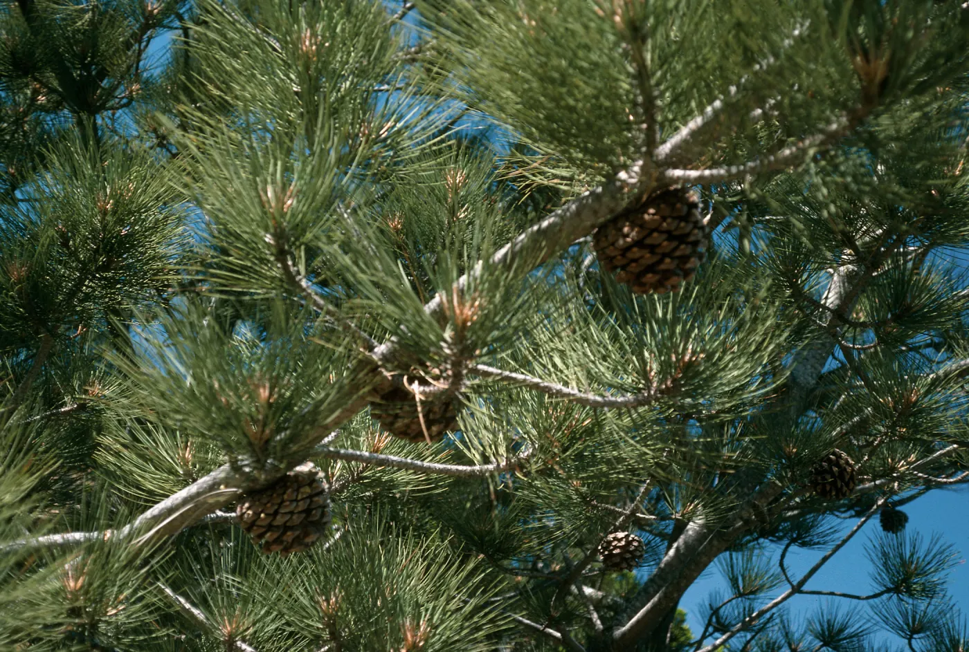 Pinus torreyana, S. Rosa Isl.