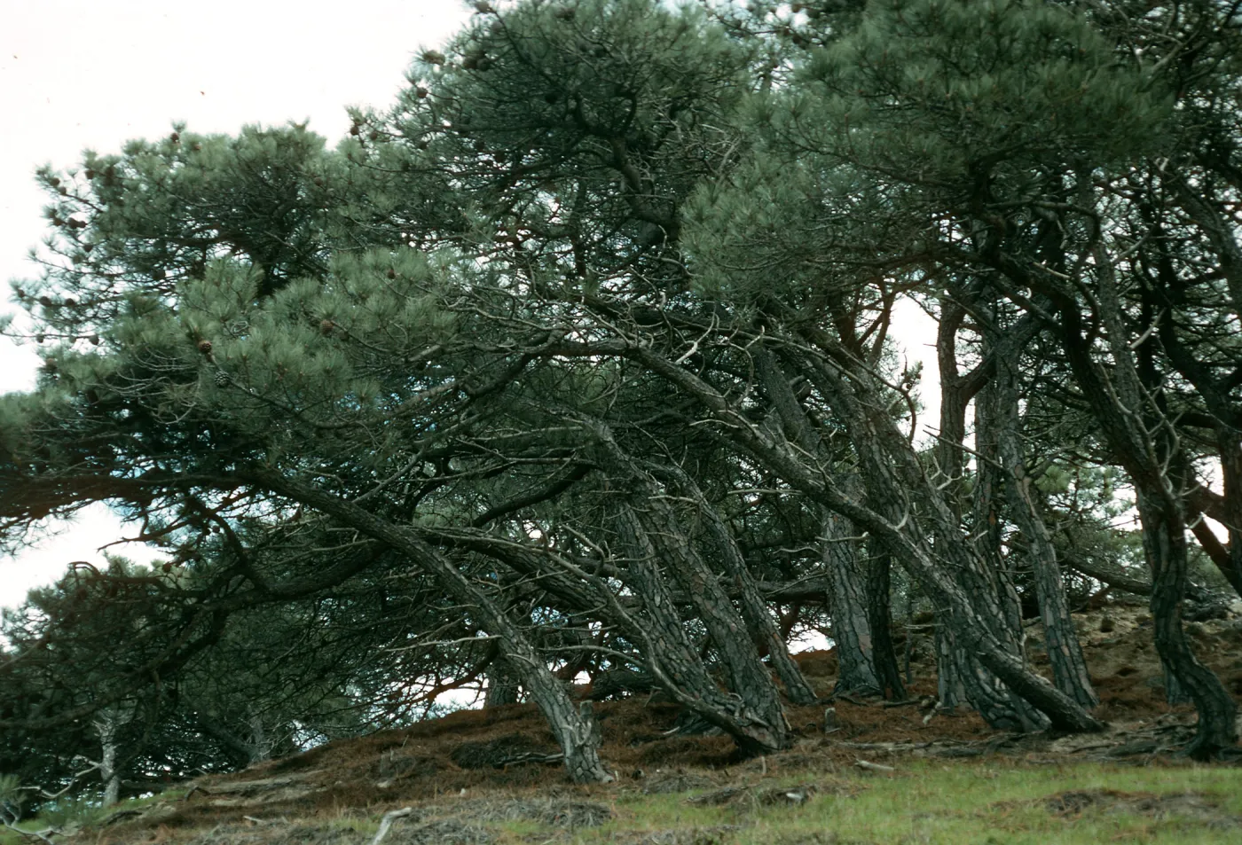 Pinus torreyana, S. Rosa Isl.
