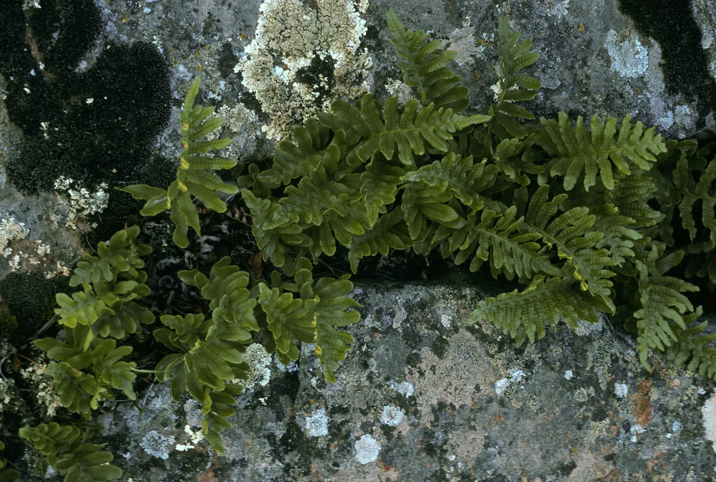 Polypodium californicum, near rd. to Little Harbor, S. Cataling Isl.