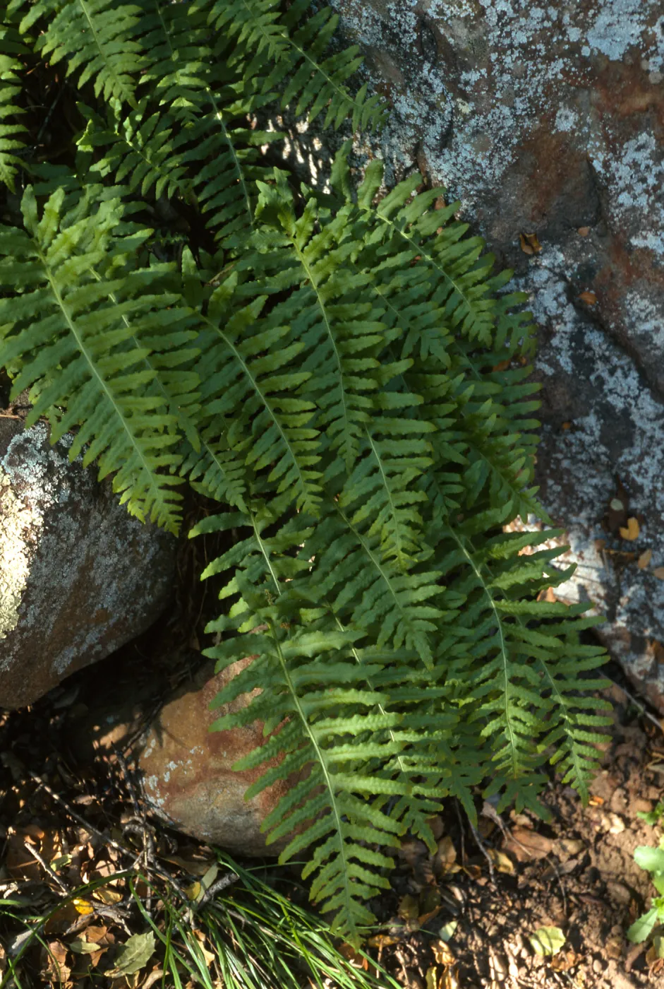 Polypodium californicum, SBBG