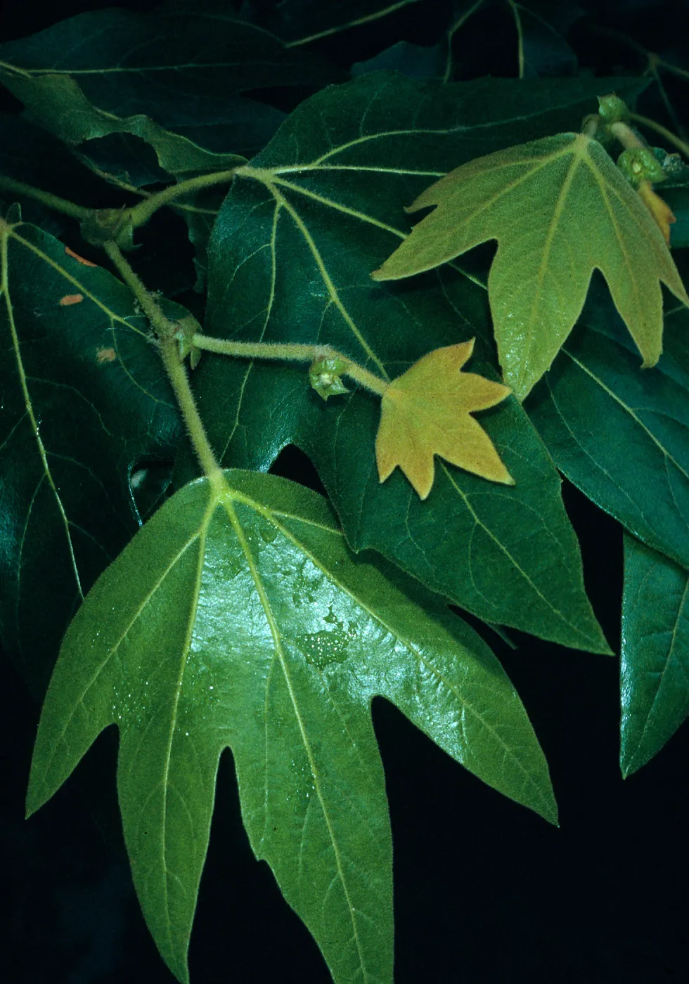 Platanus racemosa, Rancho Santa Ana Bot. Gard.