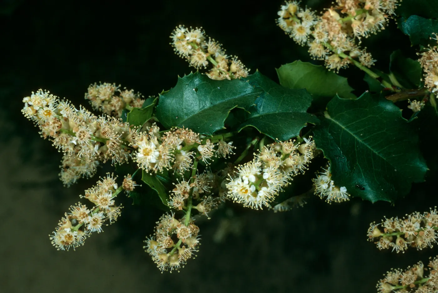Prunus ilicifolia, E. Jesusita Trail