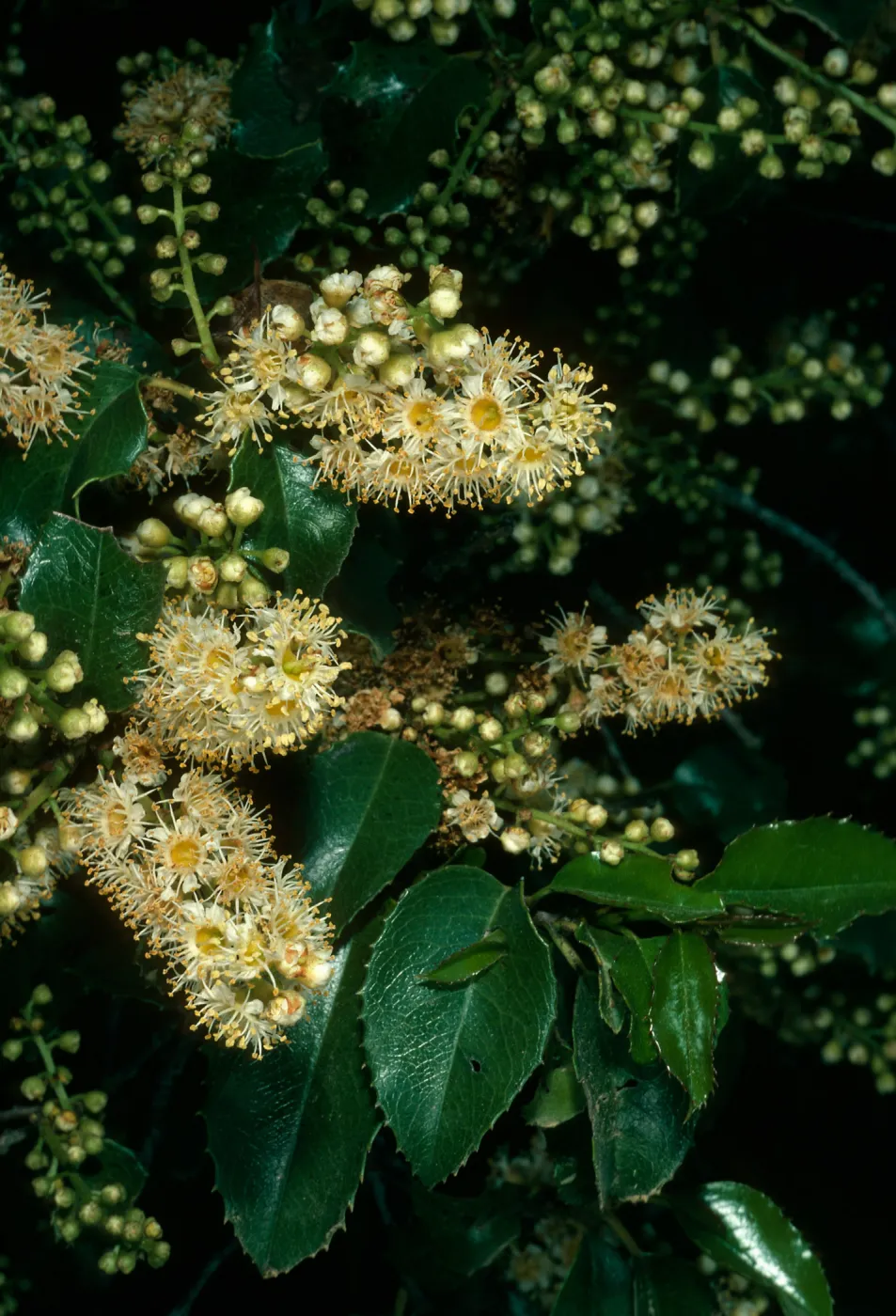 Prunus ilicifolia, W. Camino Cielo