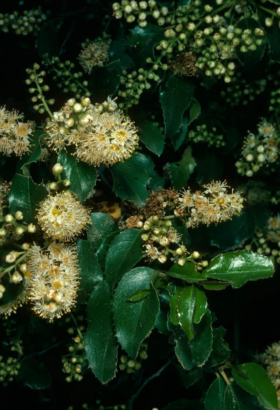 Prunus ilicifolia, W. Camino Cielo