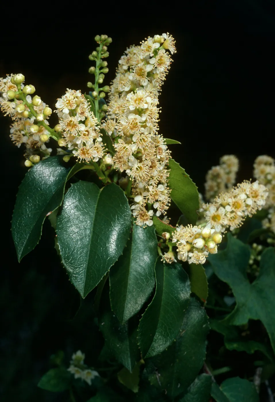 Prunus ilicifolia,Tunnel Trail