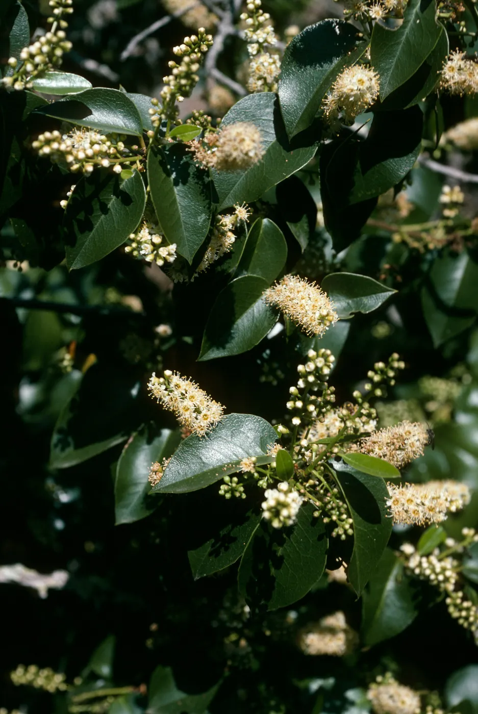 Prunus lyonii, Black Point Cyn. S. Cruz Isl.