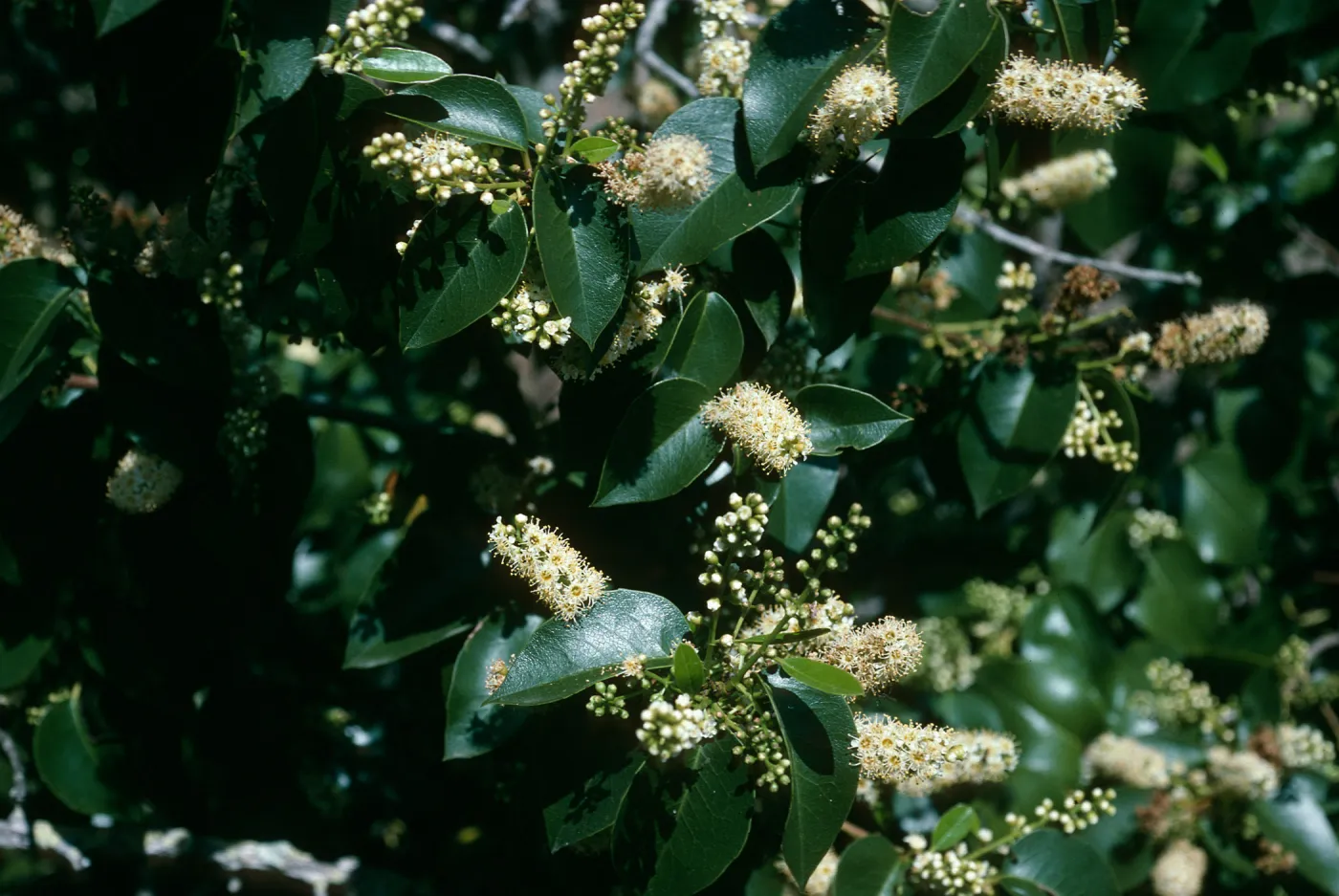 Prunus lyonii, Black Point Cyn. S. Cruz Isl.
