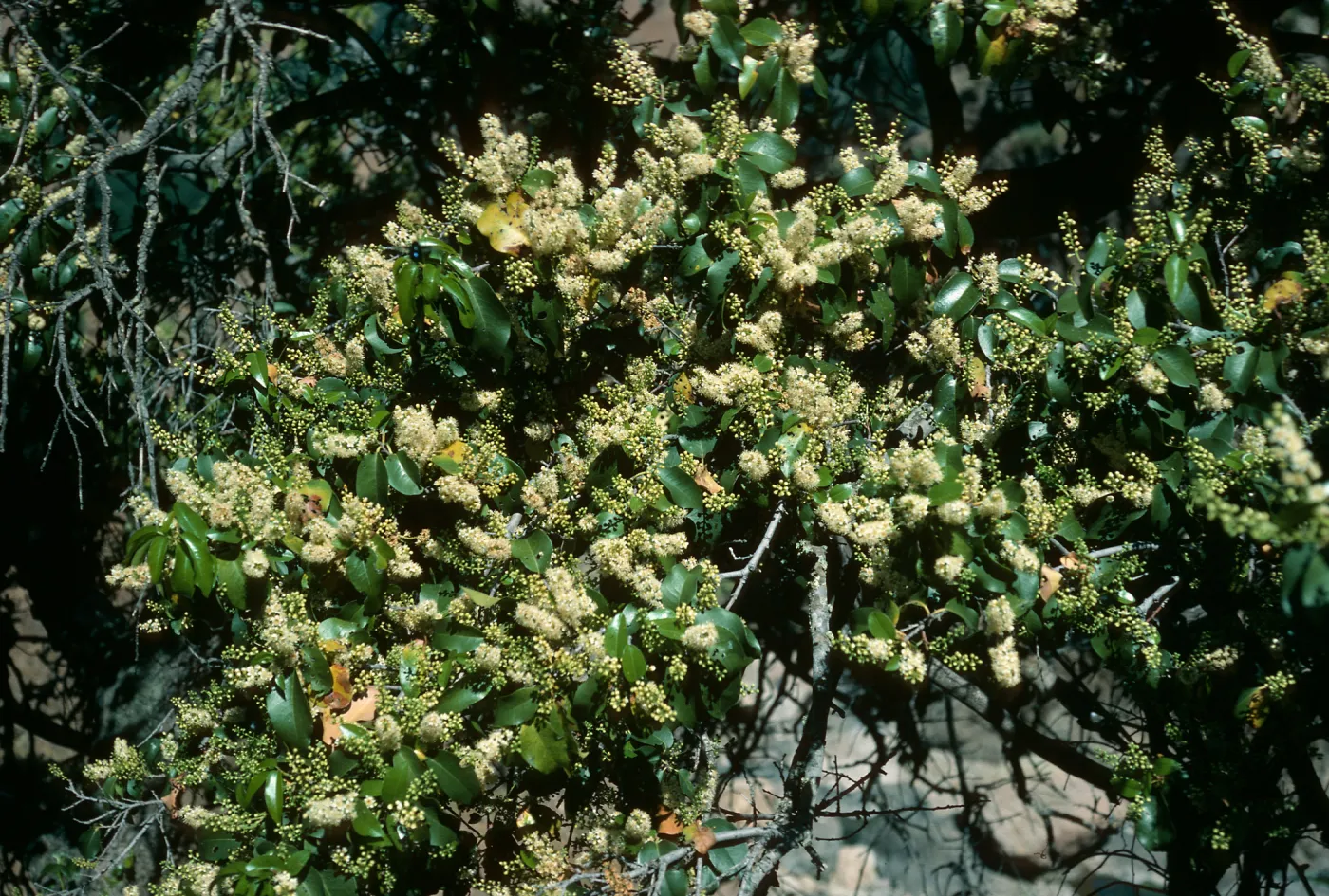 Prunus lyonii, S. Cruz Isl.