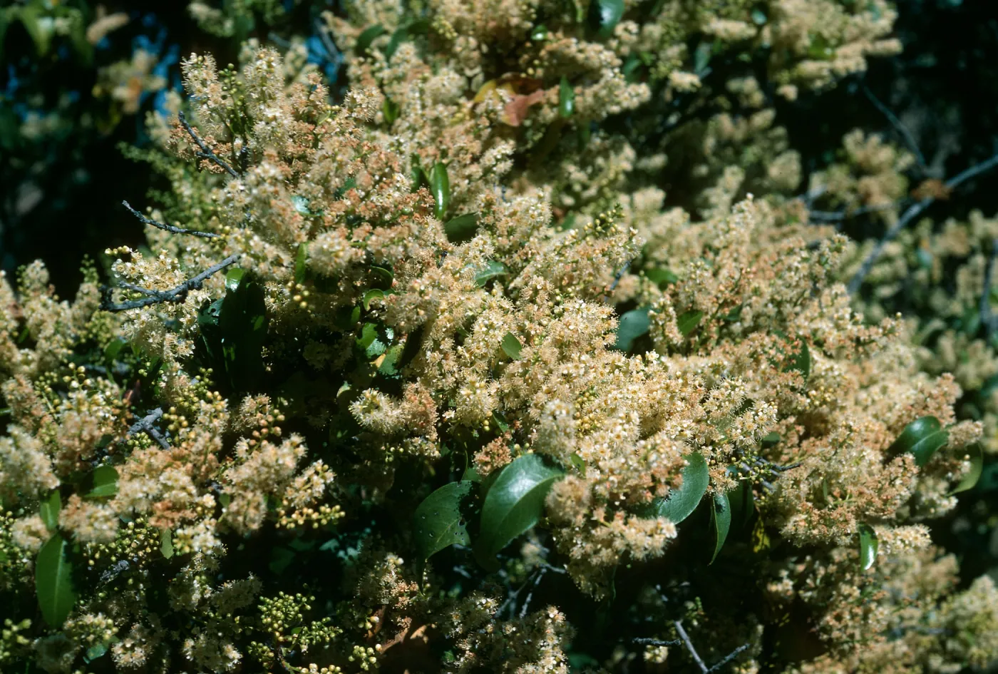 Prunus lyonii, S. Cruz Isl.