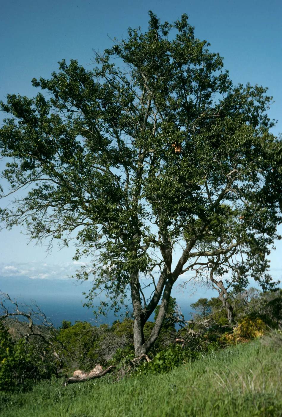 Prunus lyonii, Valley Peak Rd., S. Cruz Isl.