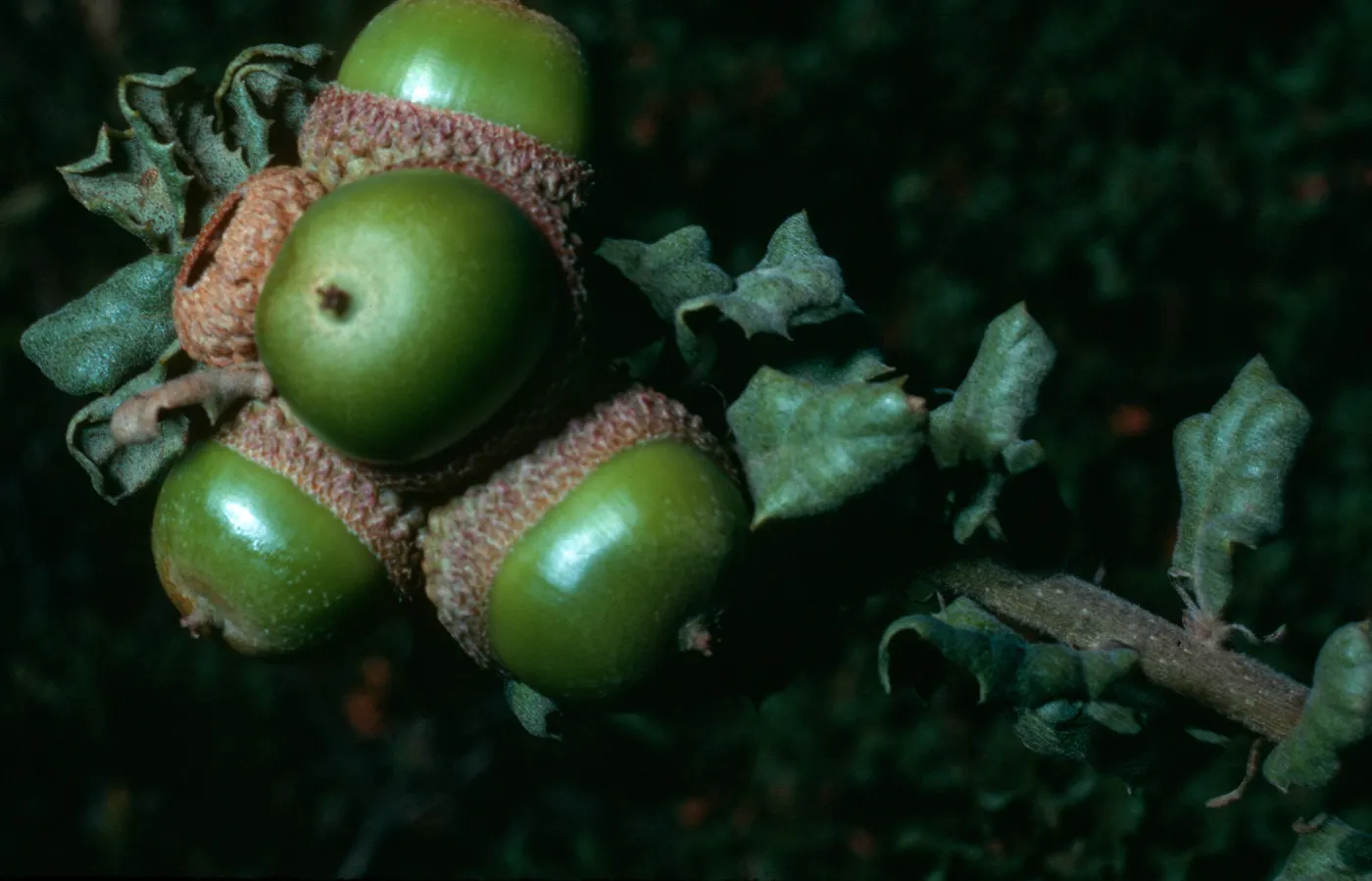 Quercus durata, Cuesta Ridge