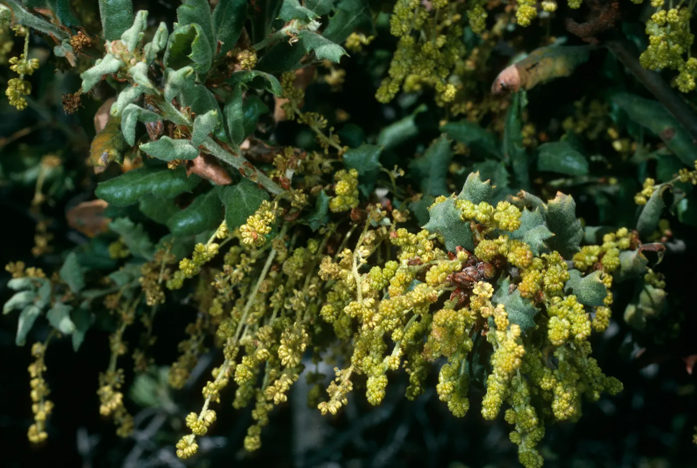 Quercus durata, Cuesta Ridge