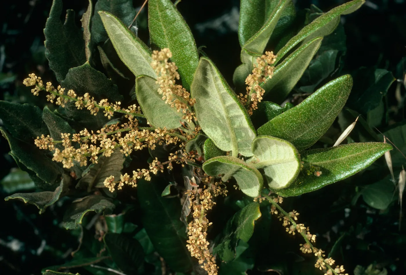 Quercus tomentella, S. Cruz Isl.