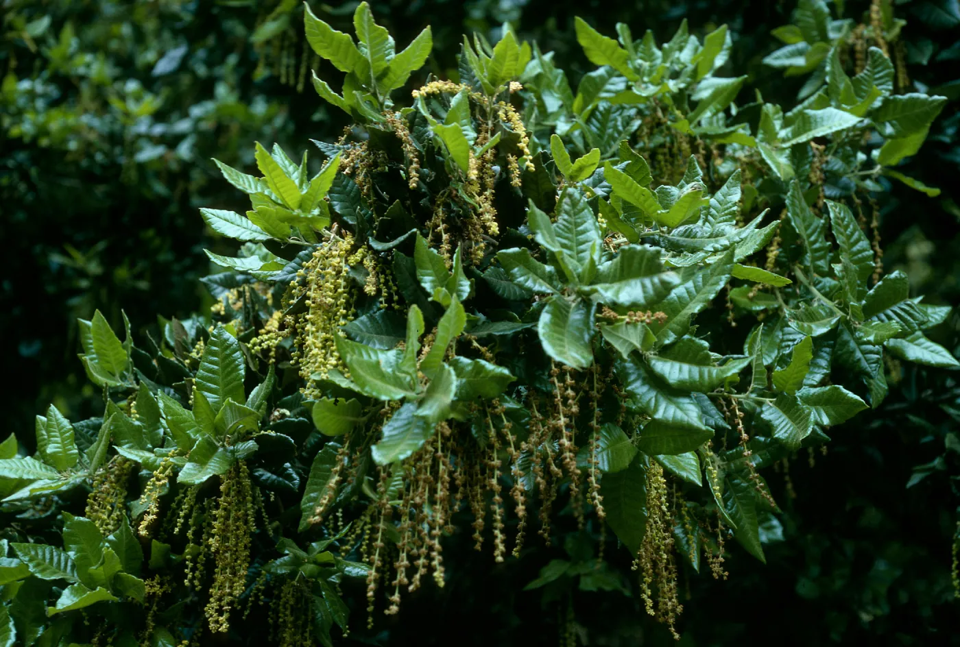 Quercus tomentella, SBBG