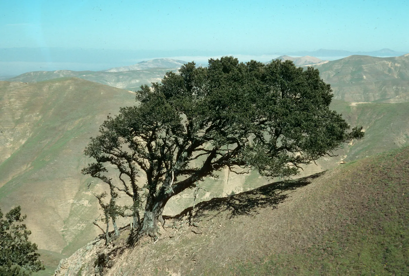 Quercus tomentella, Burma Rd., S. Rosa Isl.