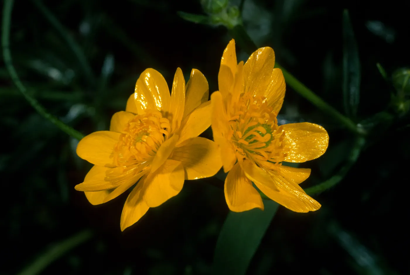 Ranunculus californicus, SBBG
