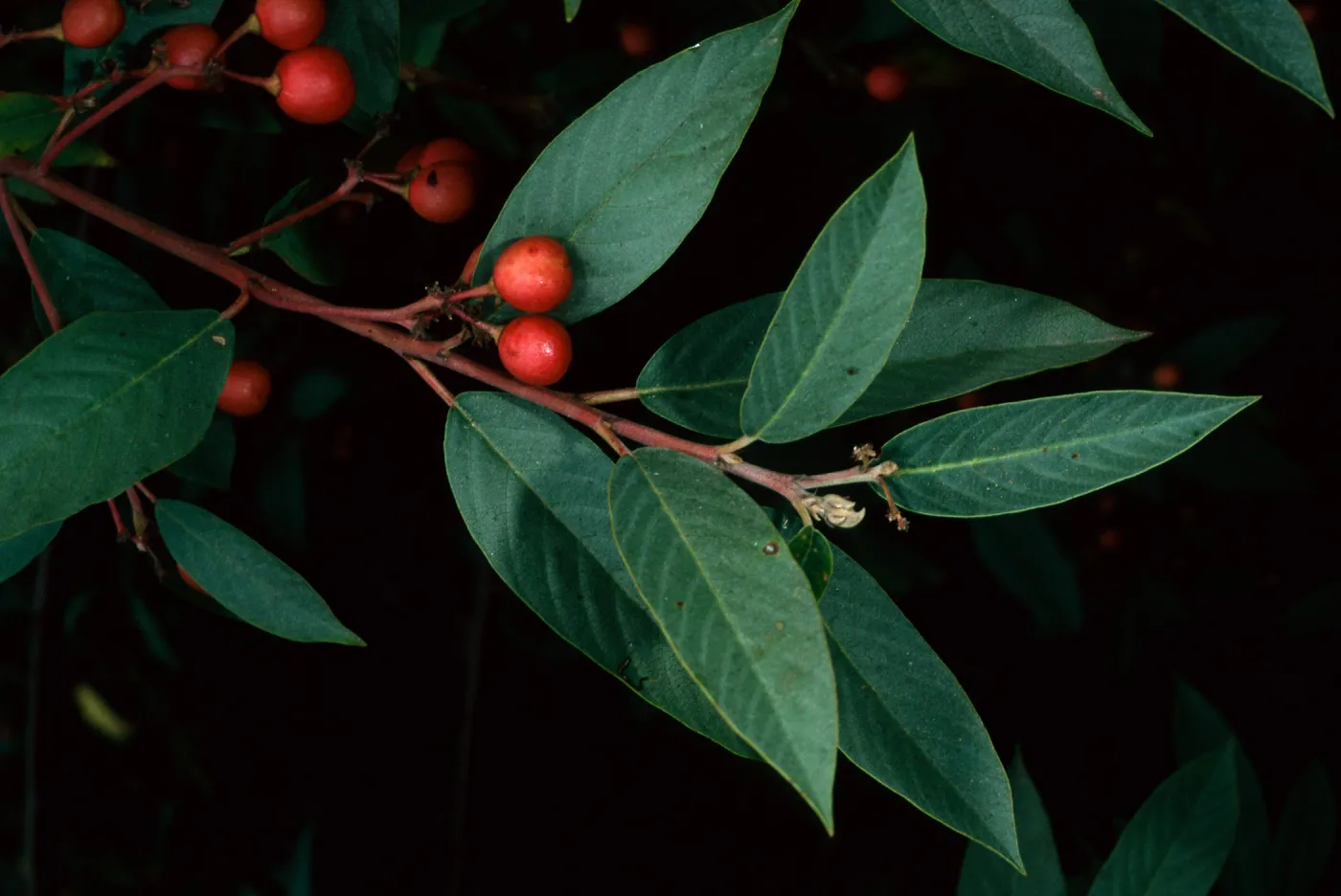 Rhamnus californica, SBBG