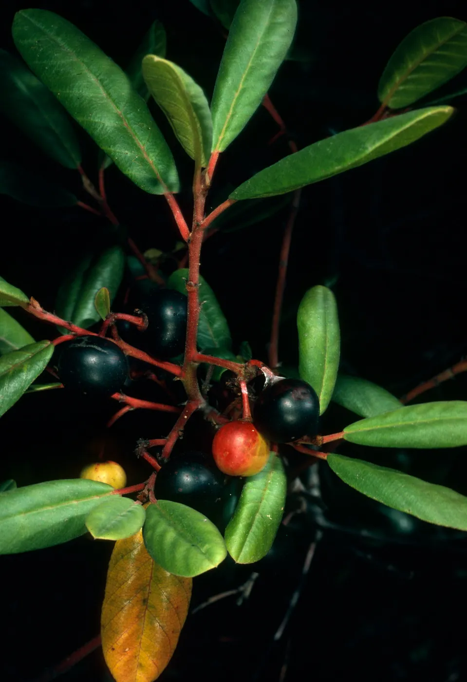 Rhamnus californica, Salmon Creek, Monterey Co.