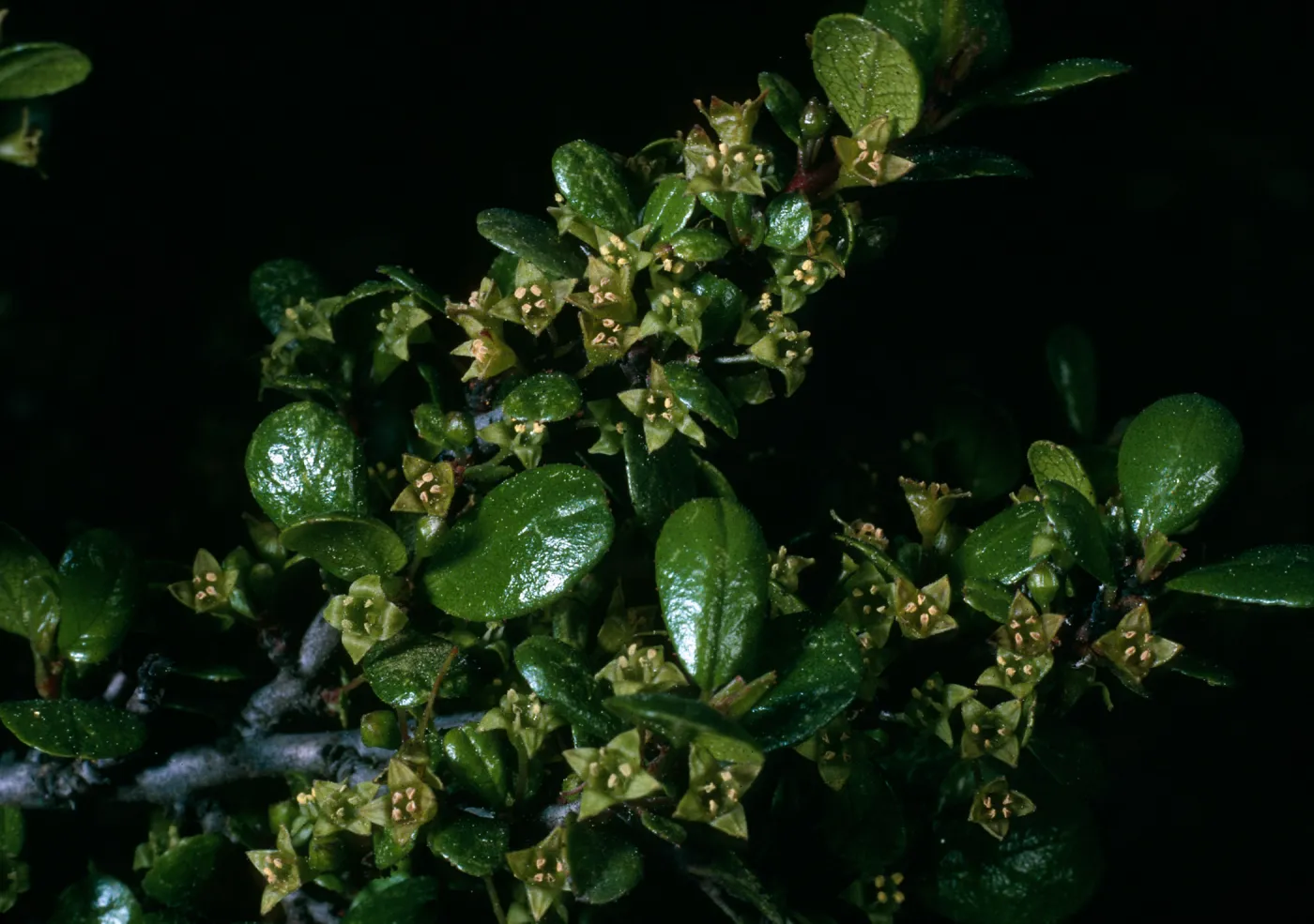 Rhamnus crocea, Calle Poniente SB