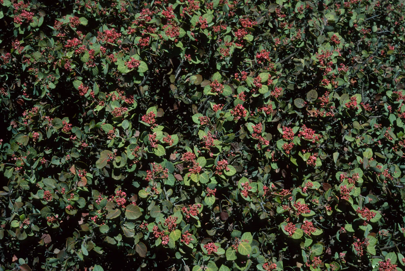 Rhus lentii, Gran Cañon, Cedros Isl.