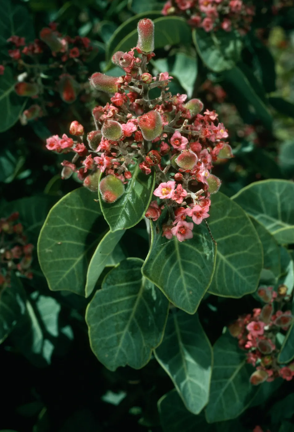 Rhus lentii, Cañada de la Mina, Cedros Isl.