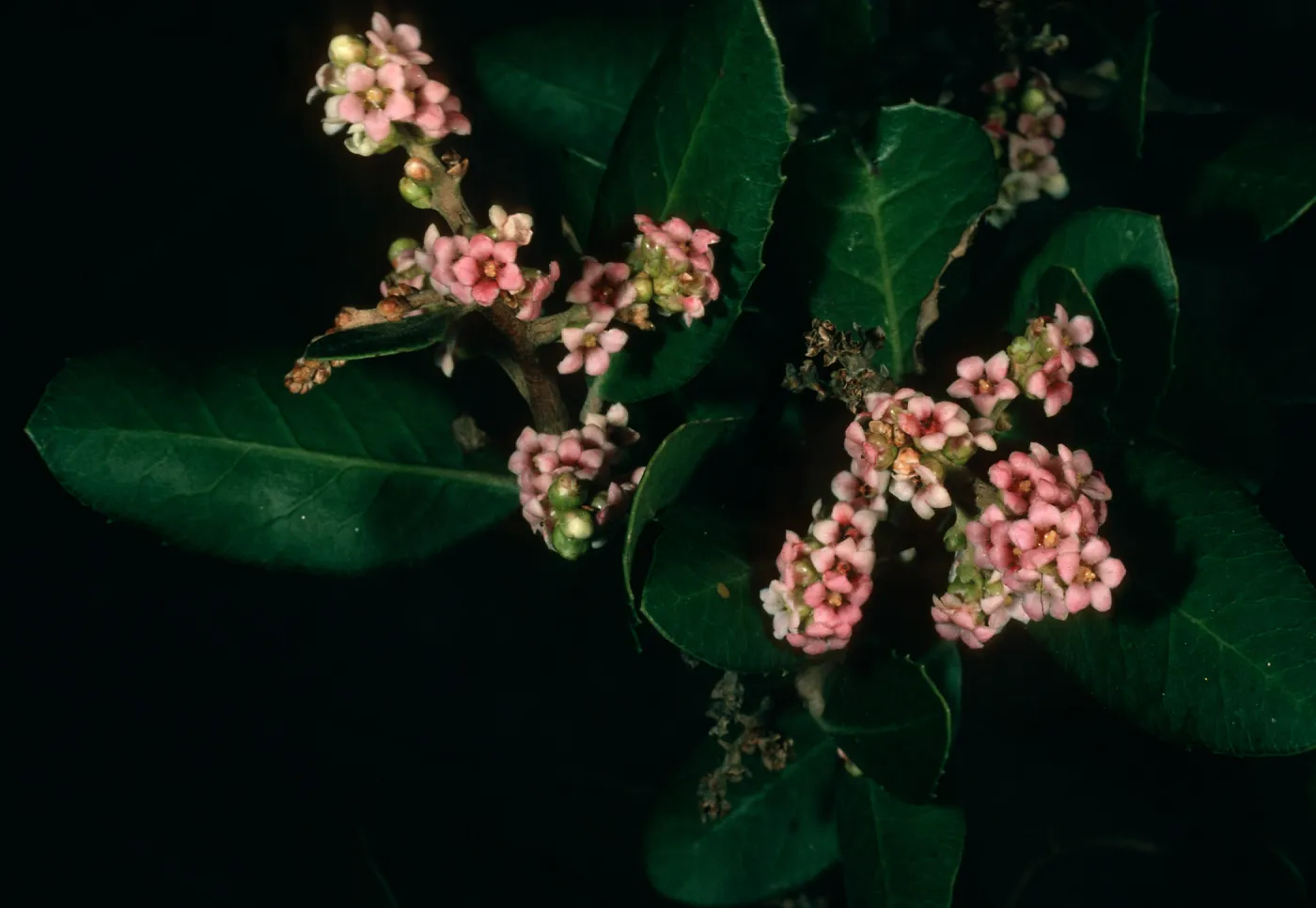 Rhus integrifolia, SBBG