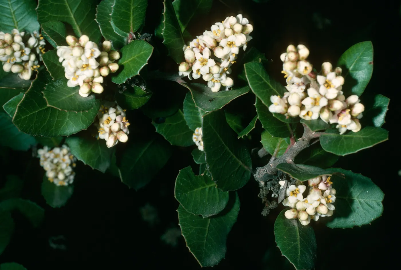 Rhus integrifolia, SBBG