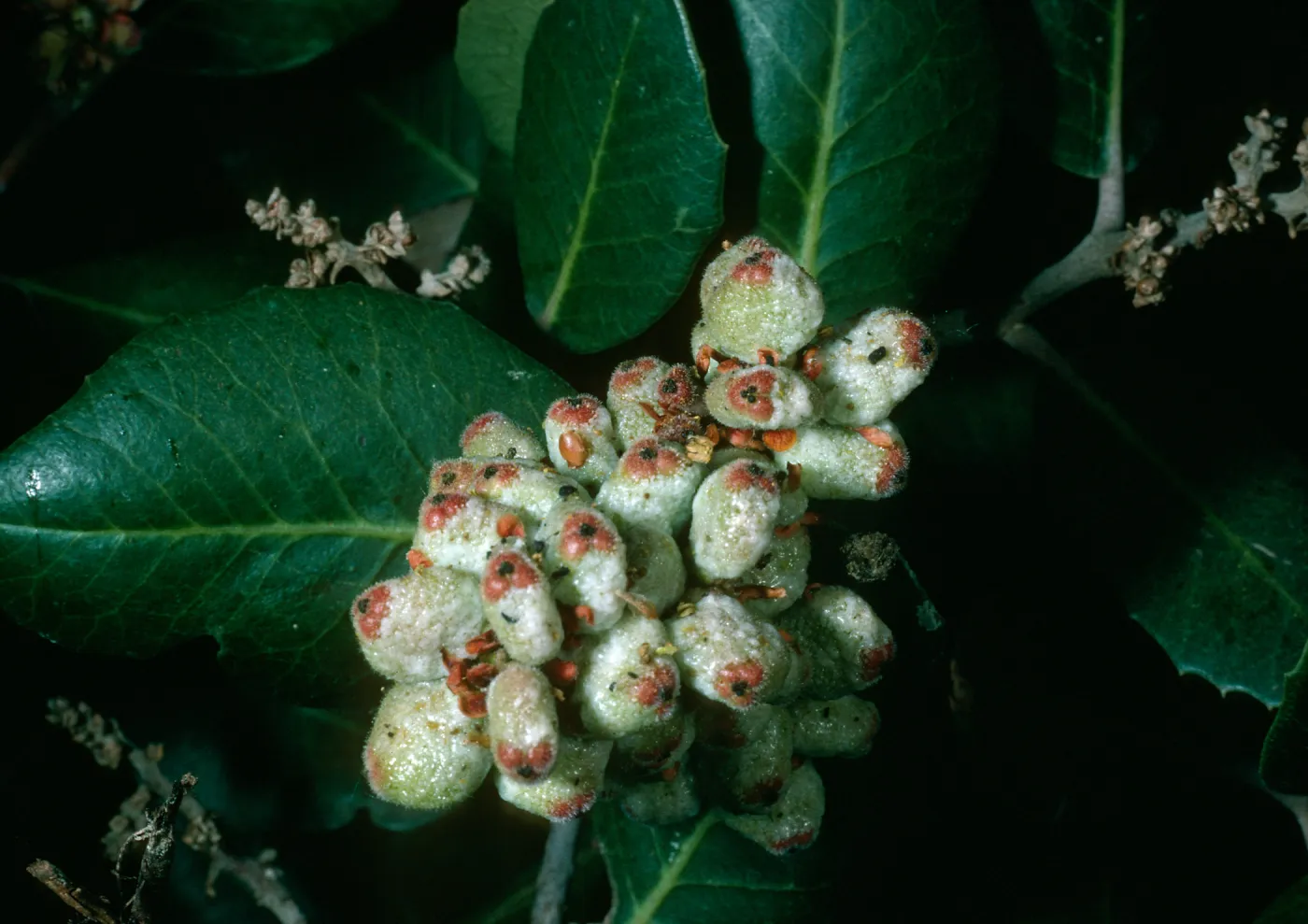 Rhus integrifolia, SBBG