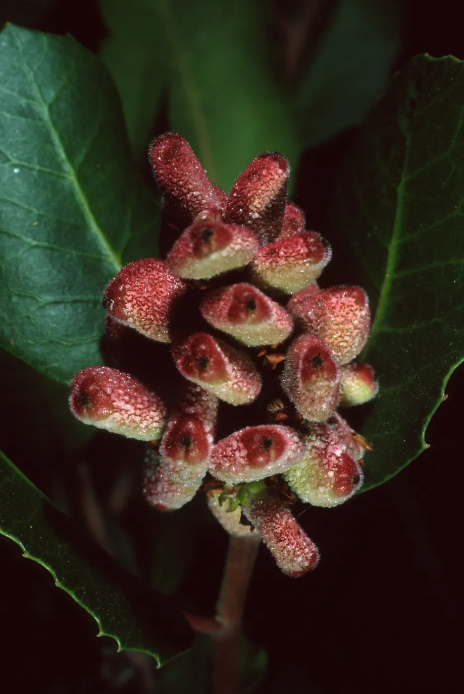Rhus integrifolia, SBBG