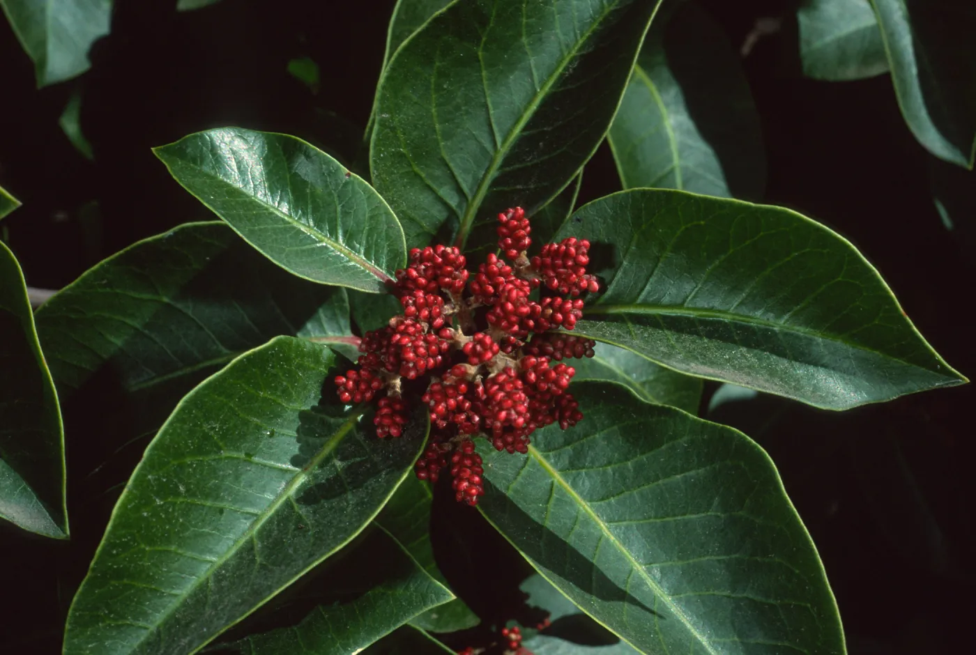 Rhus ovata, SBBG
