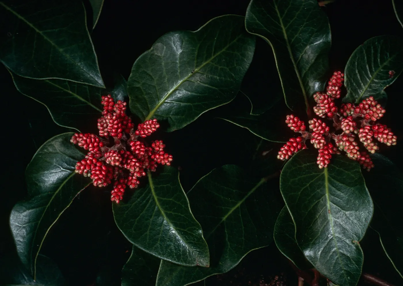 Rhus ovata, SBBG