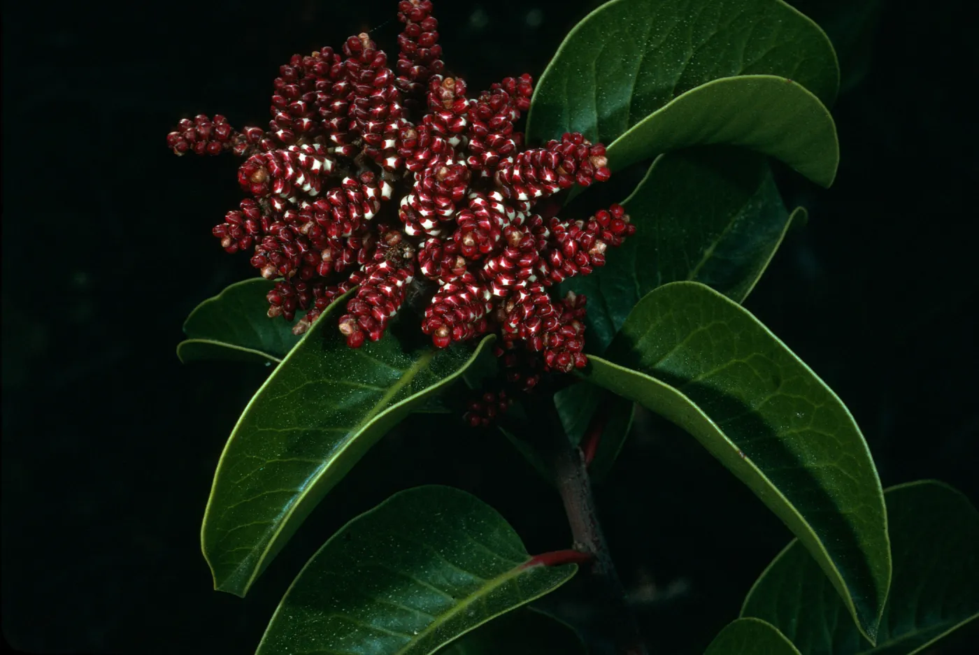 Rhus ovata, SBBG