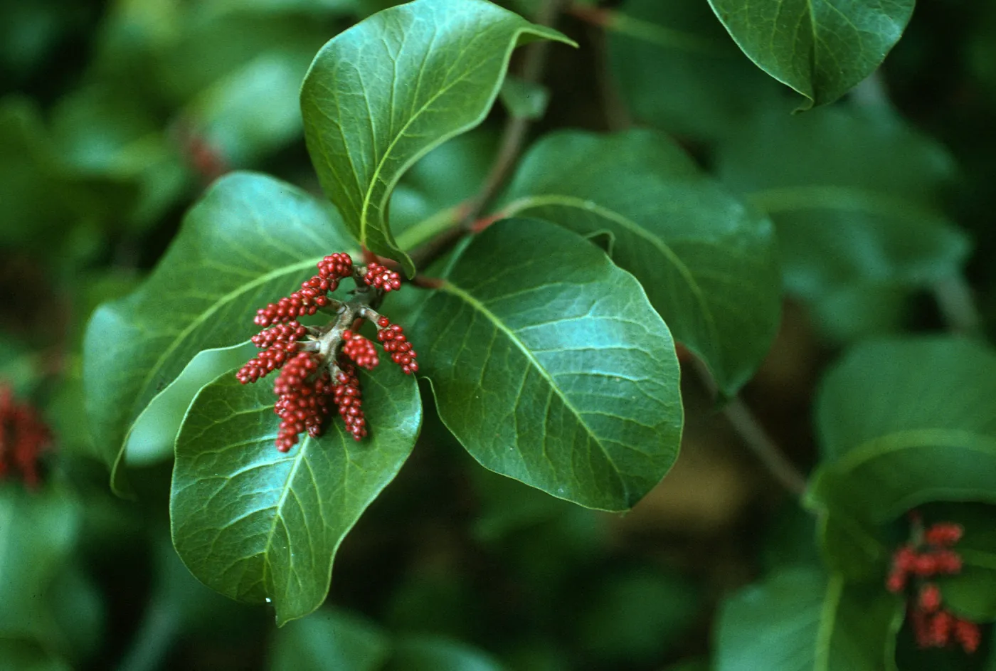 Rhus ovata, SBBG
