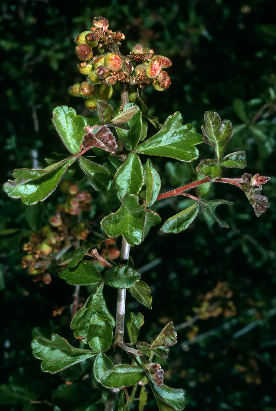 Rhus trilobata, Hwy. 33, Ventura Co.