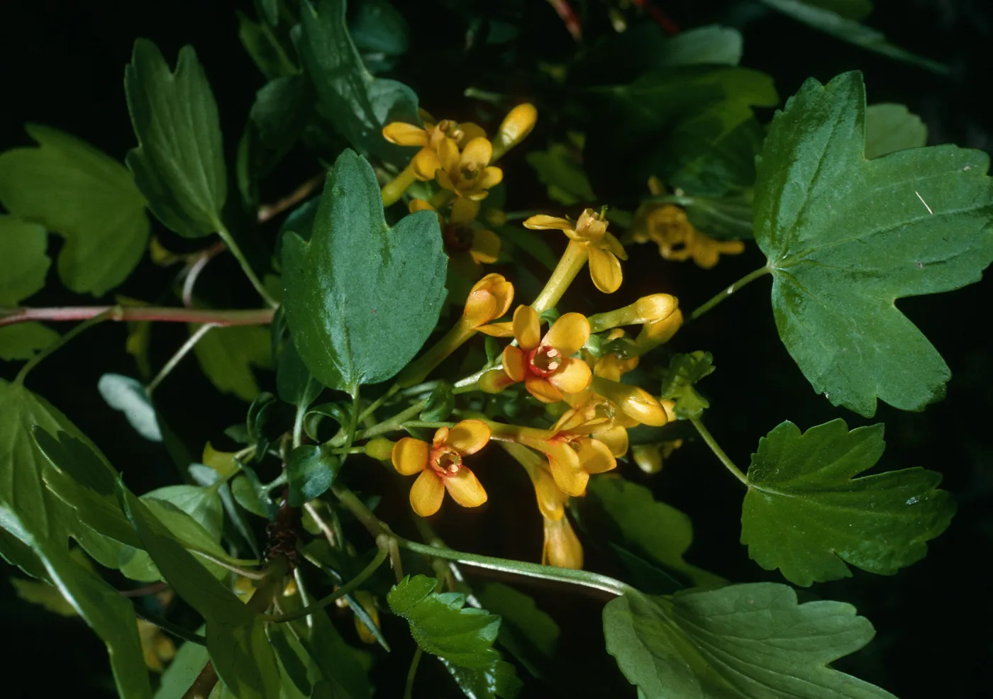Ribes aureum, SBBG