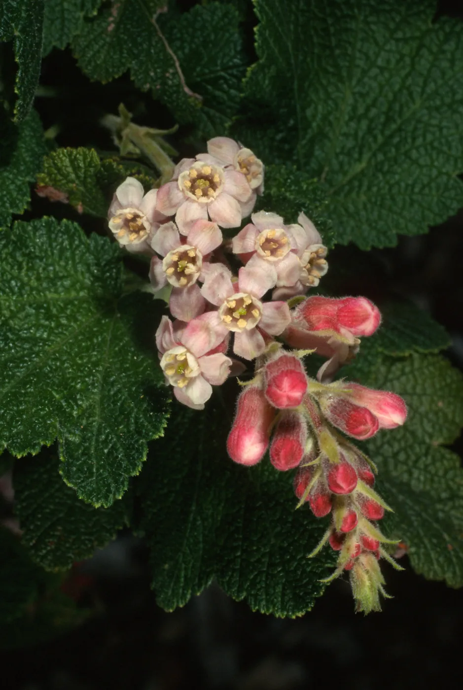 Ribes malvaceium, SBBG
